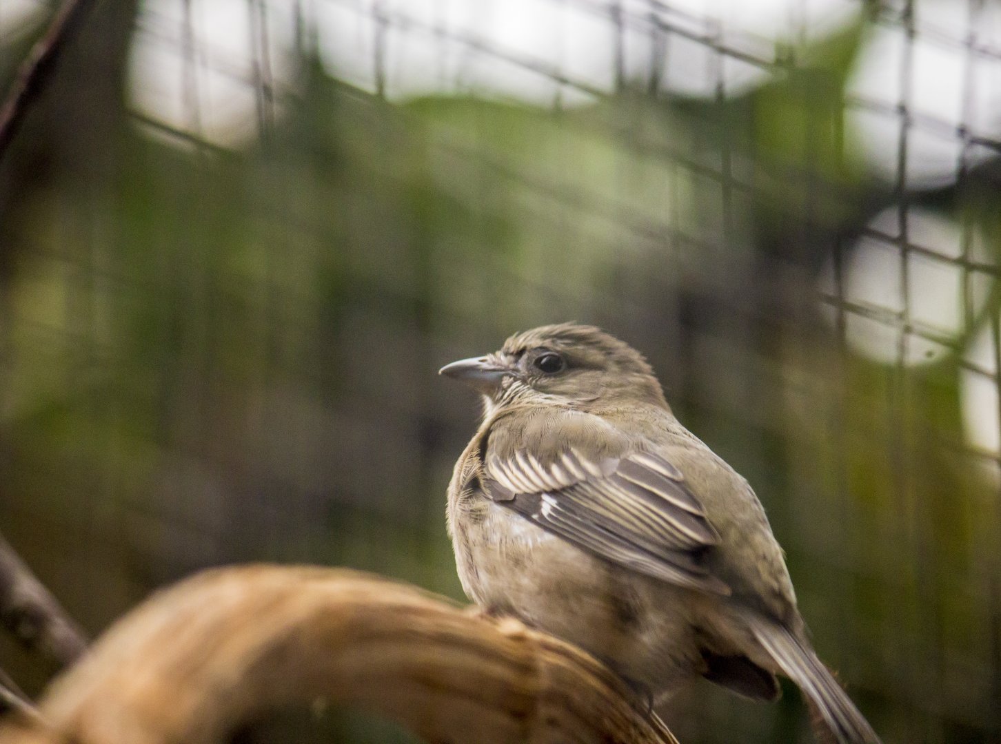 Western spindalis, Spindalis zena
