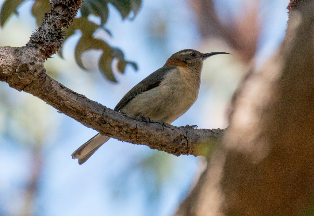 Western Spinebill