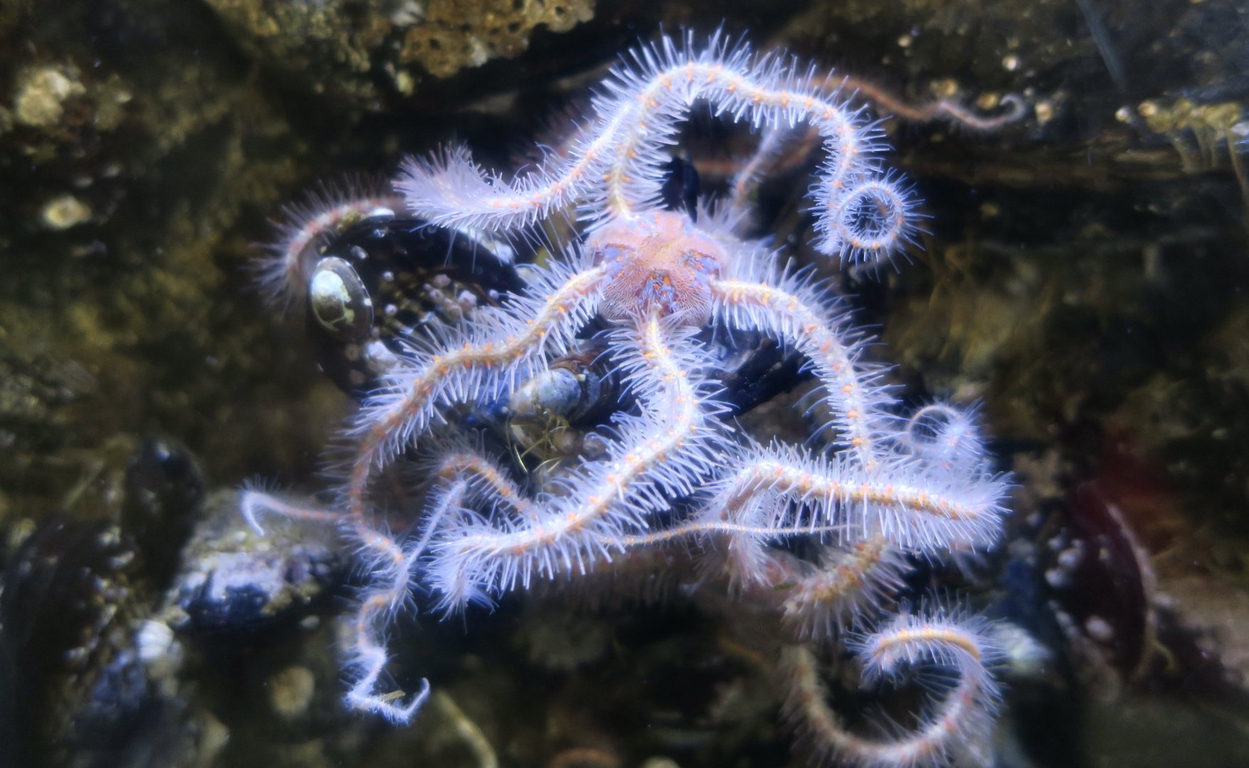 Western Spiny Brittle Star (Ophiothrix spiculata)