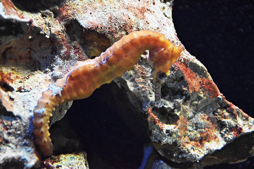 Western spiny seahorse