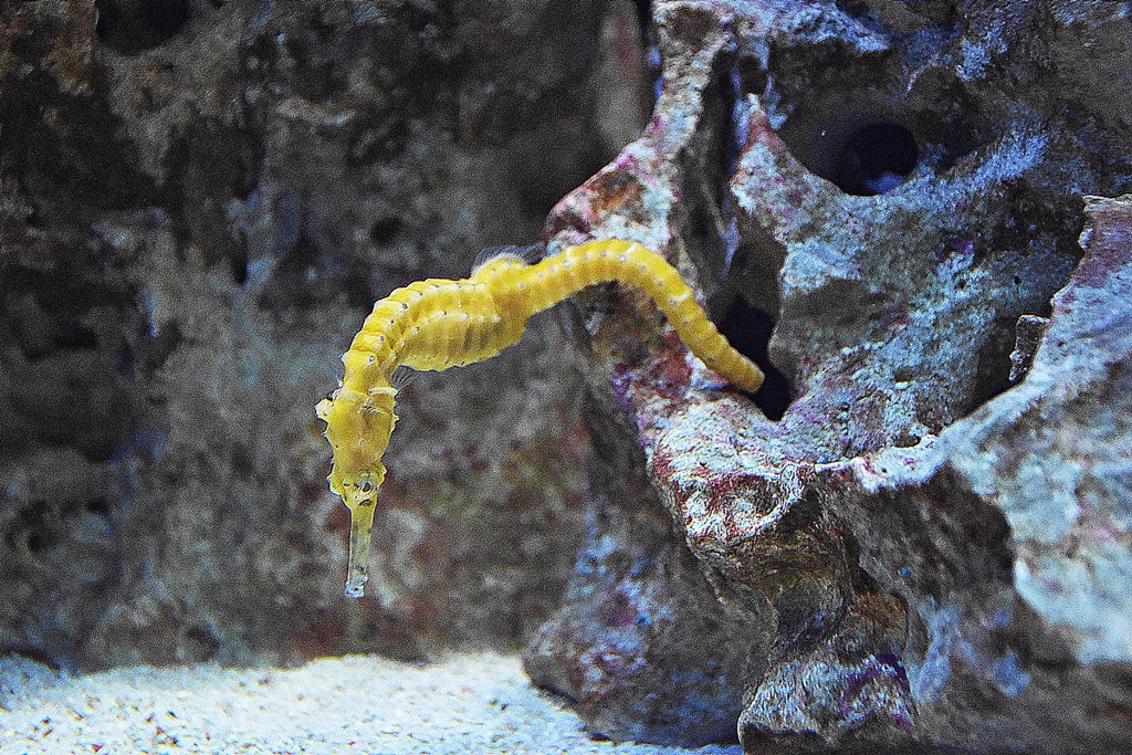 Western spiny seahorse