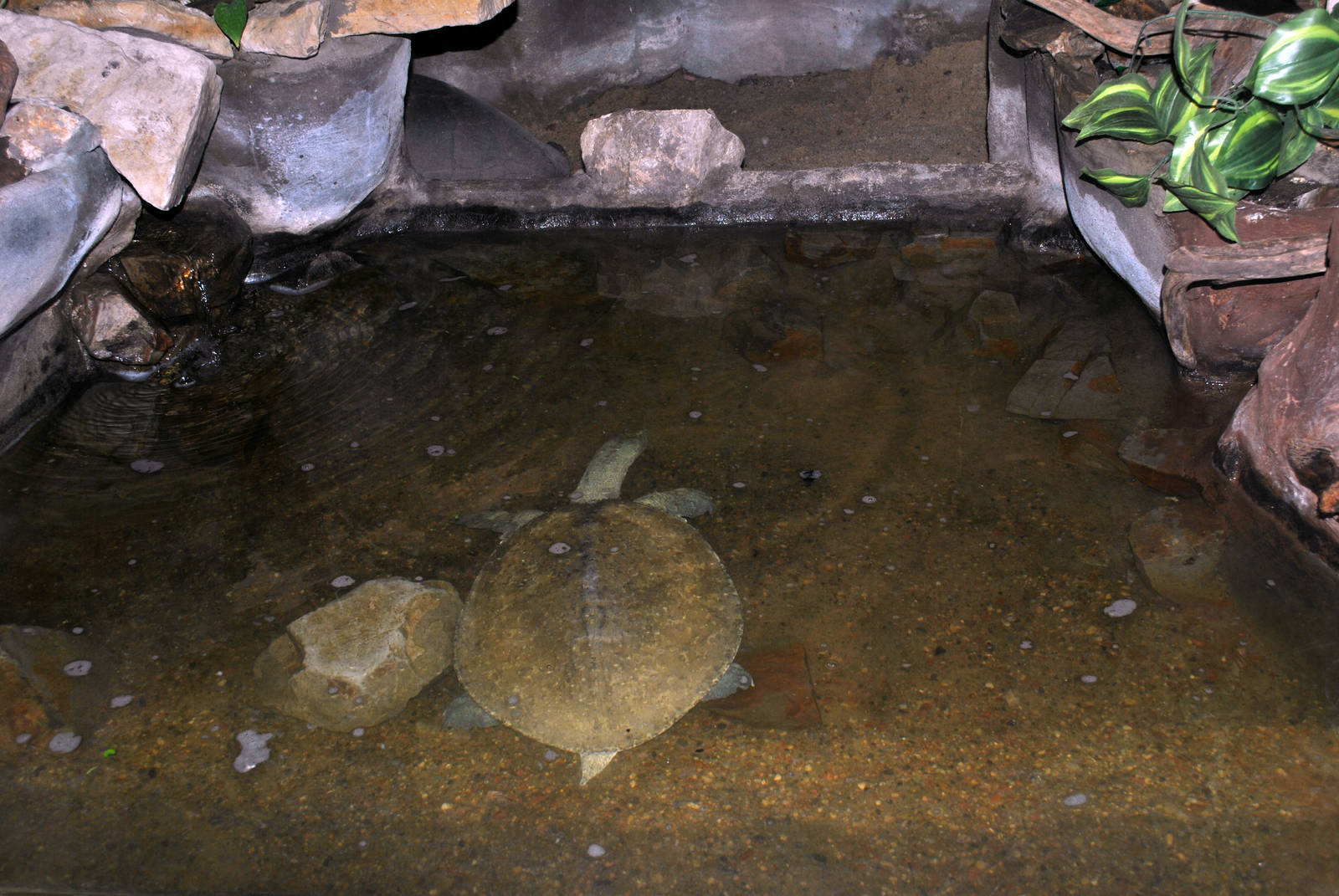 Western Spiny Softshell Turtle