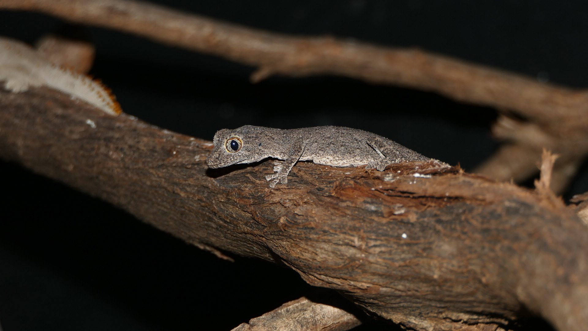 Western Spiny-tailed Gecko