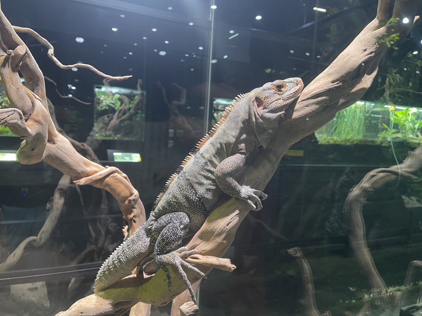 western spiny-tailed iguana (ctenosaura pectinata) - museum komodo