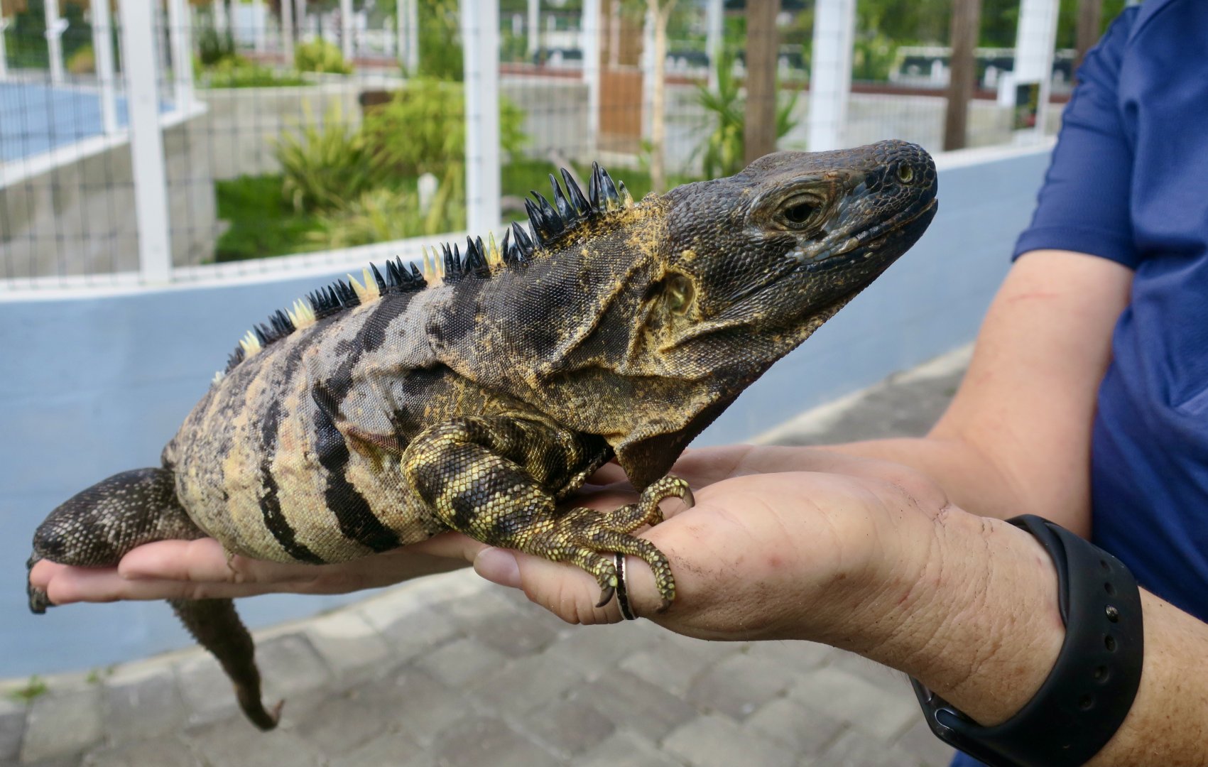 Western Spiny-Tailed Iguana (Ctenosaura pectinata)