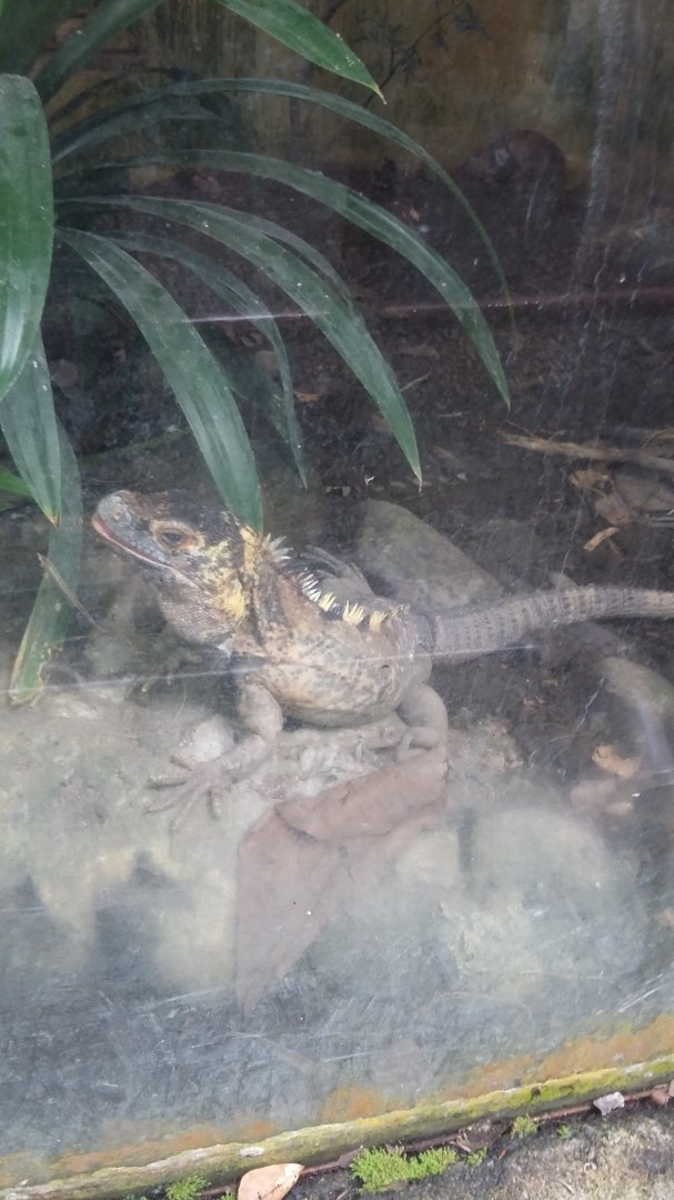 Western spiny-tailed iguana (Ctenosaura pectinata)