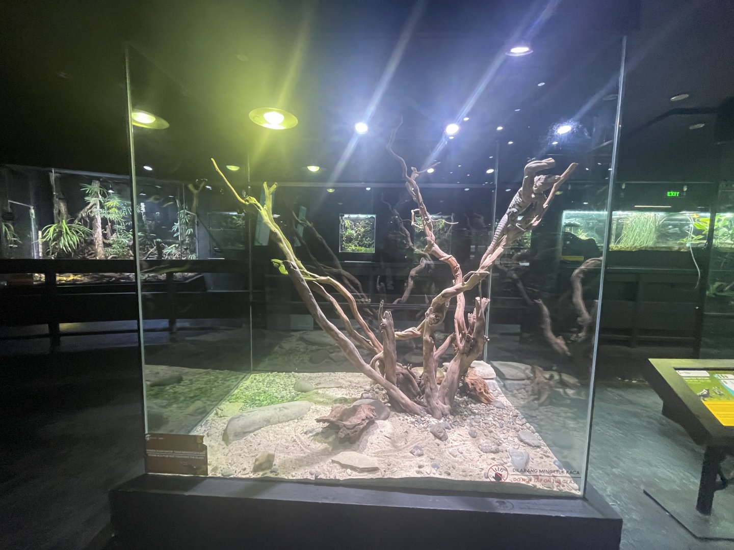 western spiny-tailed iguana exhibit - museum komodo