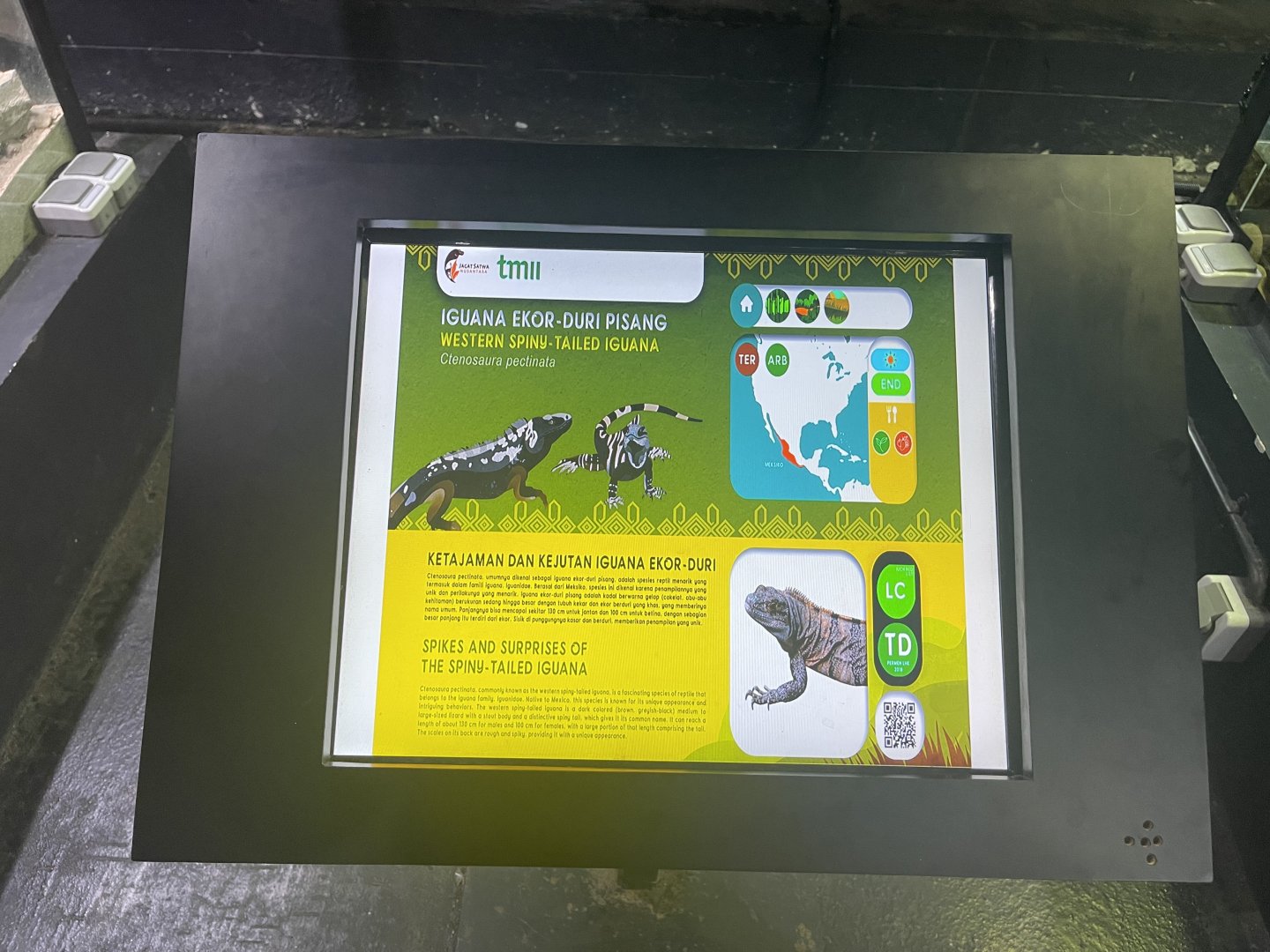 western spiny-tailed iguana signage - museum komodo