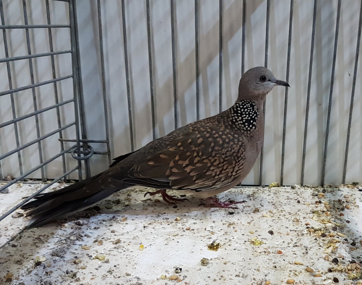 Western spotted dove - Streptopelia chinensis suratensis
