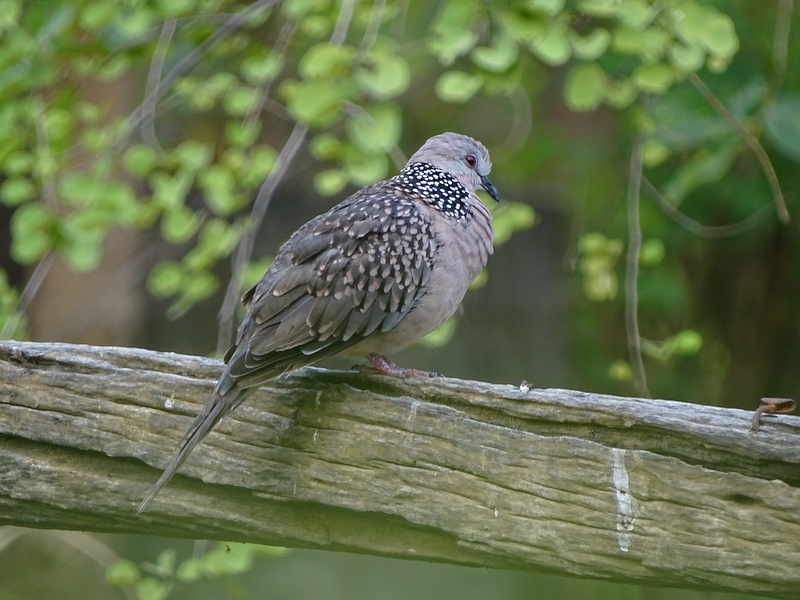 Western spotted dove
