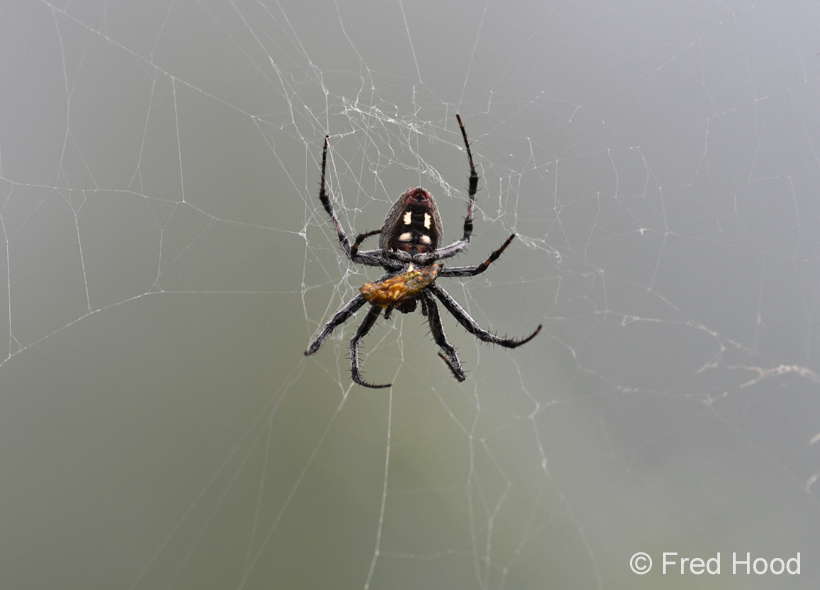 western spotted orb weaver (with prey)