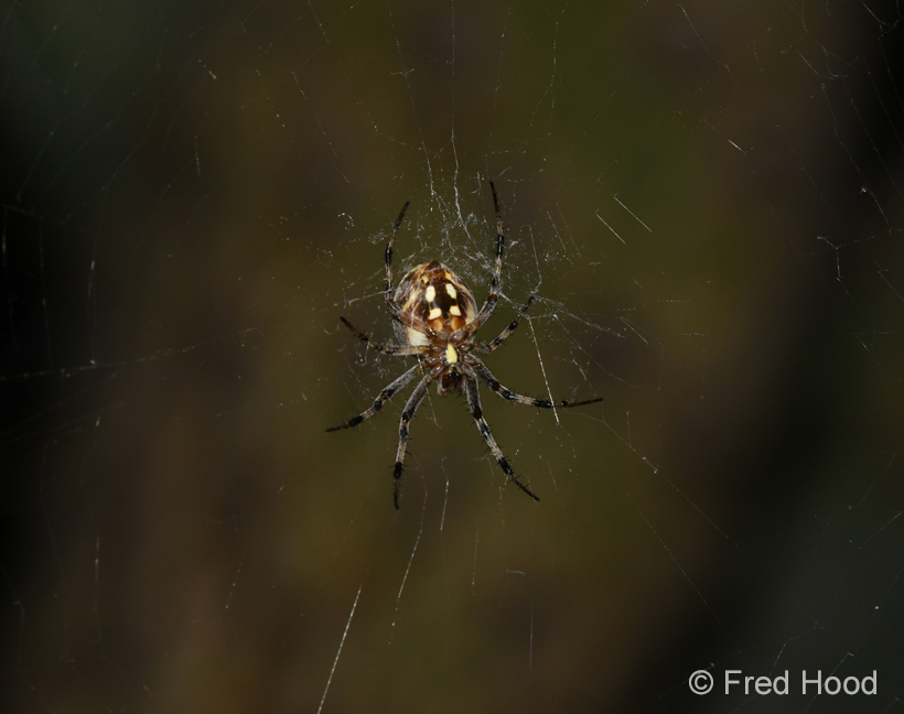 western spotted orb weaver