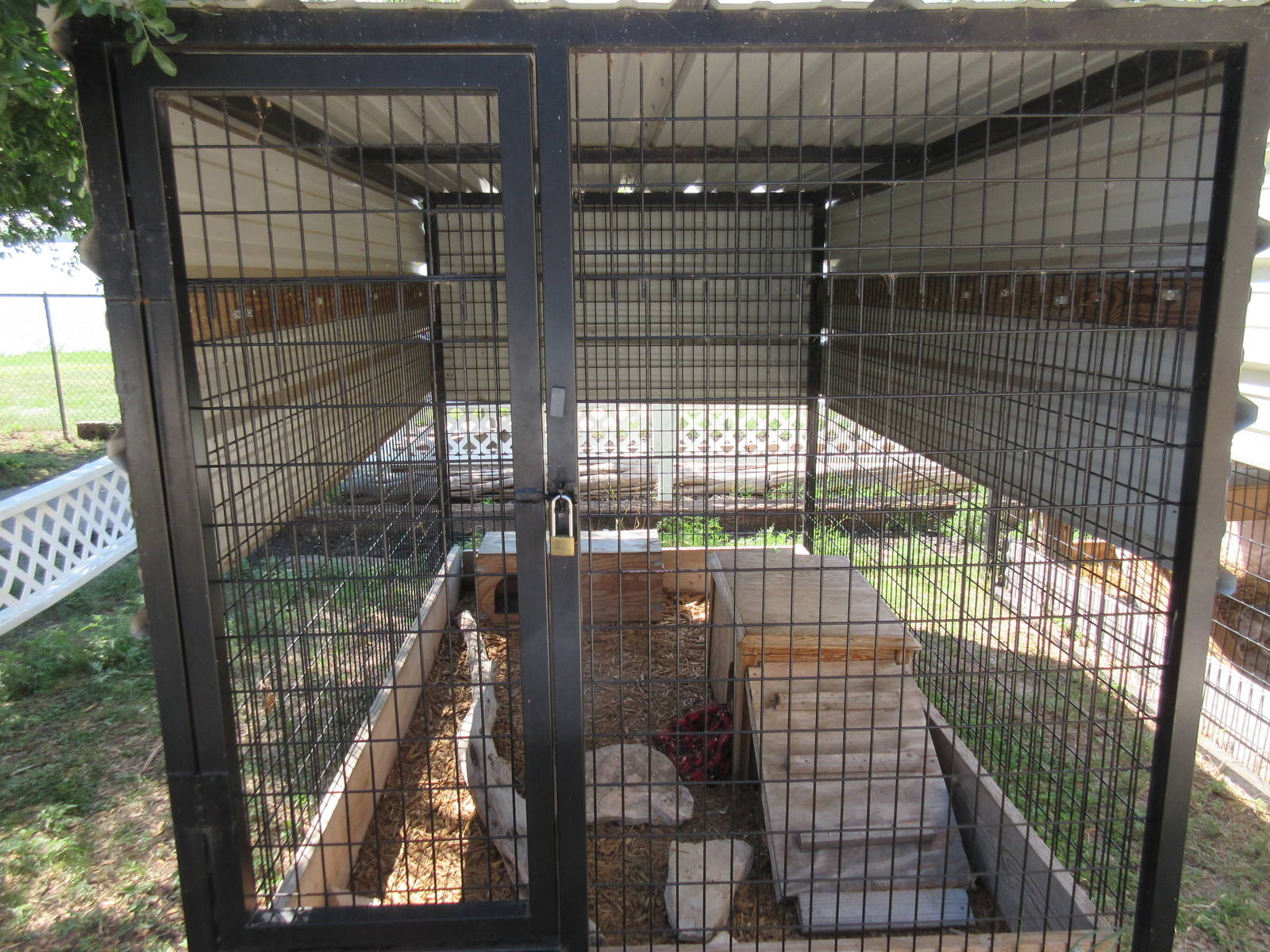 Western Spotted Skunk Exhibit