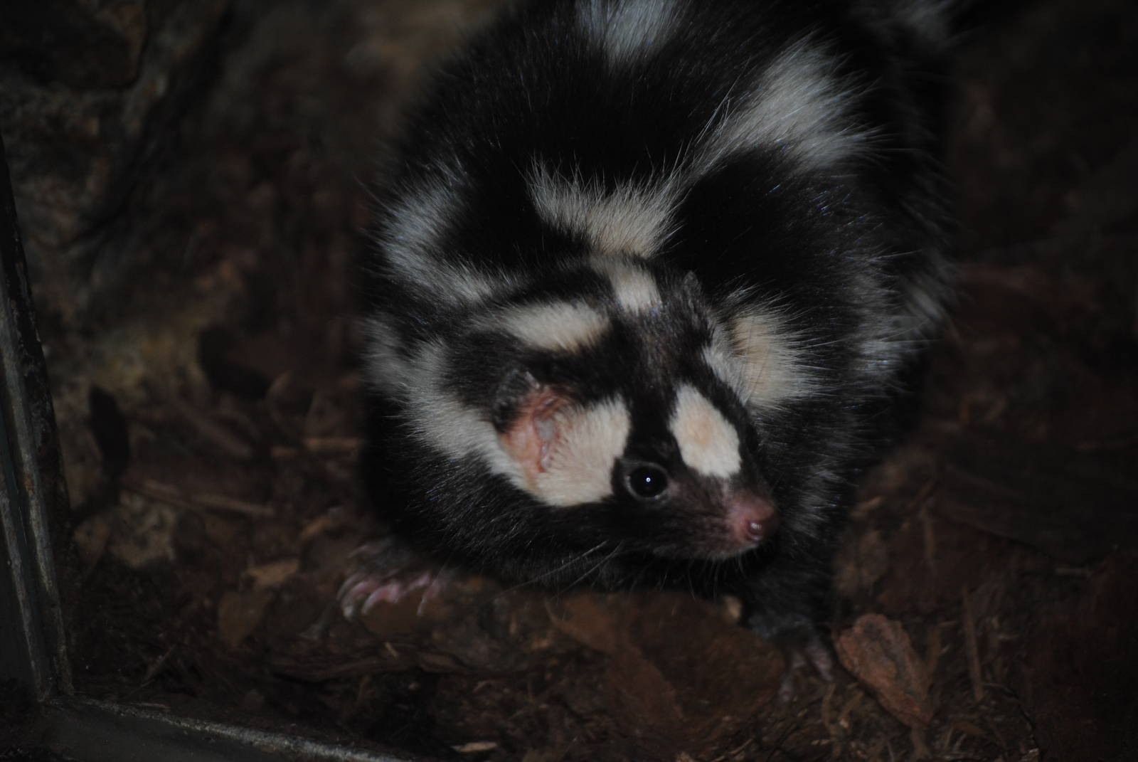 Western Spotted Skunk
