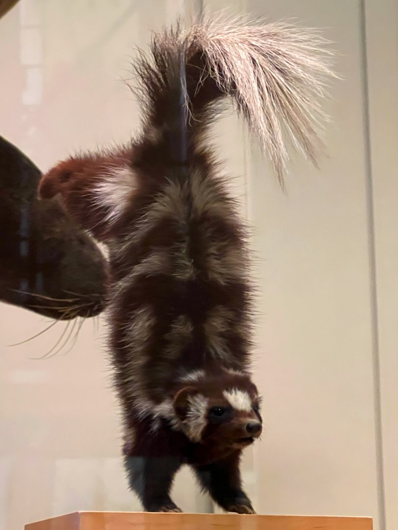 Western Spotted Skunk