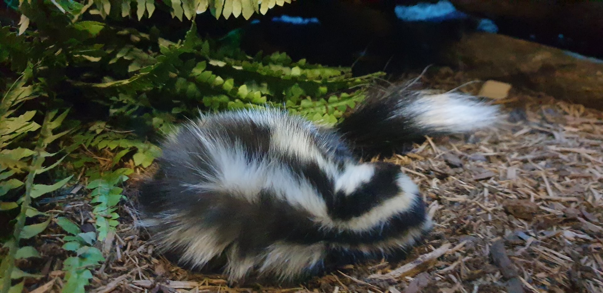 Western spotted skuns, Mouse house
