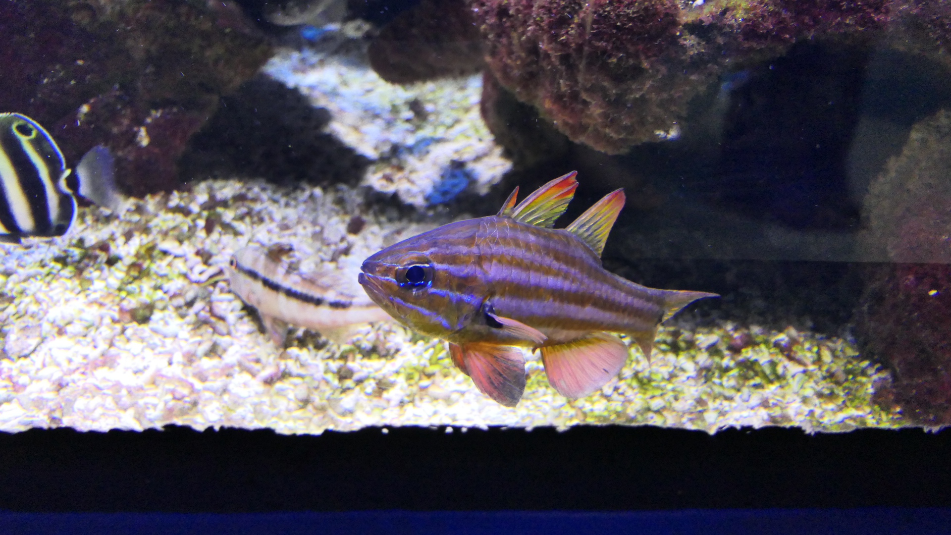 Western Striped Cardinalfish (Ostorhinchus victoriae) - Dolphin Discovery Centre, Bunbury