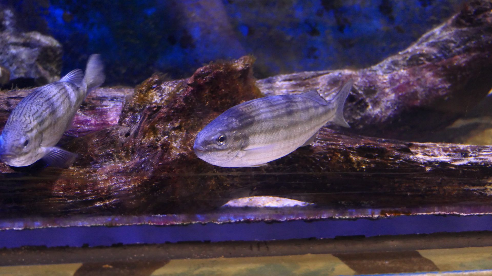 Western Striped Grunter (Helotes octolineatus) - Dolphin Discovery Centre, Bunbury