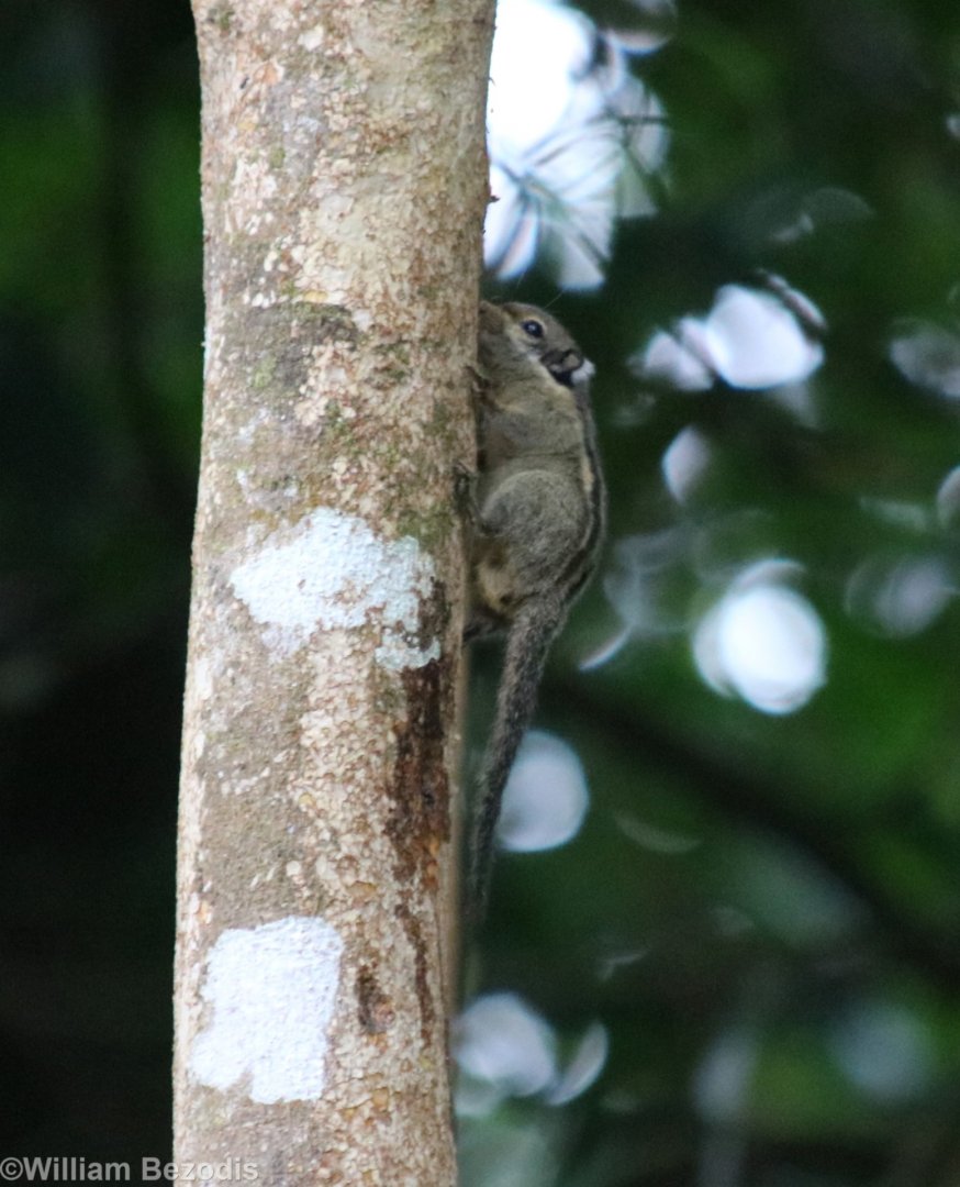 Western Striped Squirrel - Fraser's Hill