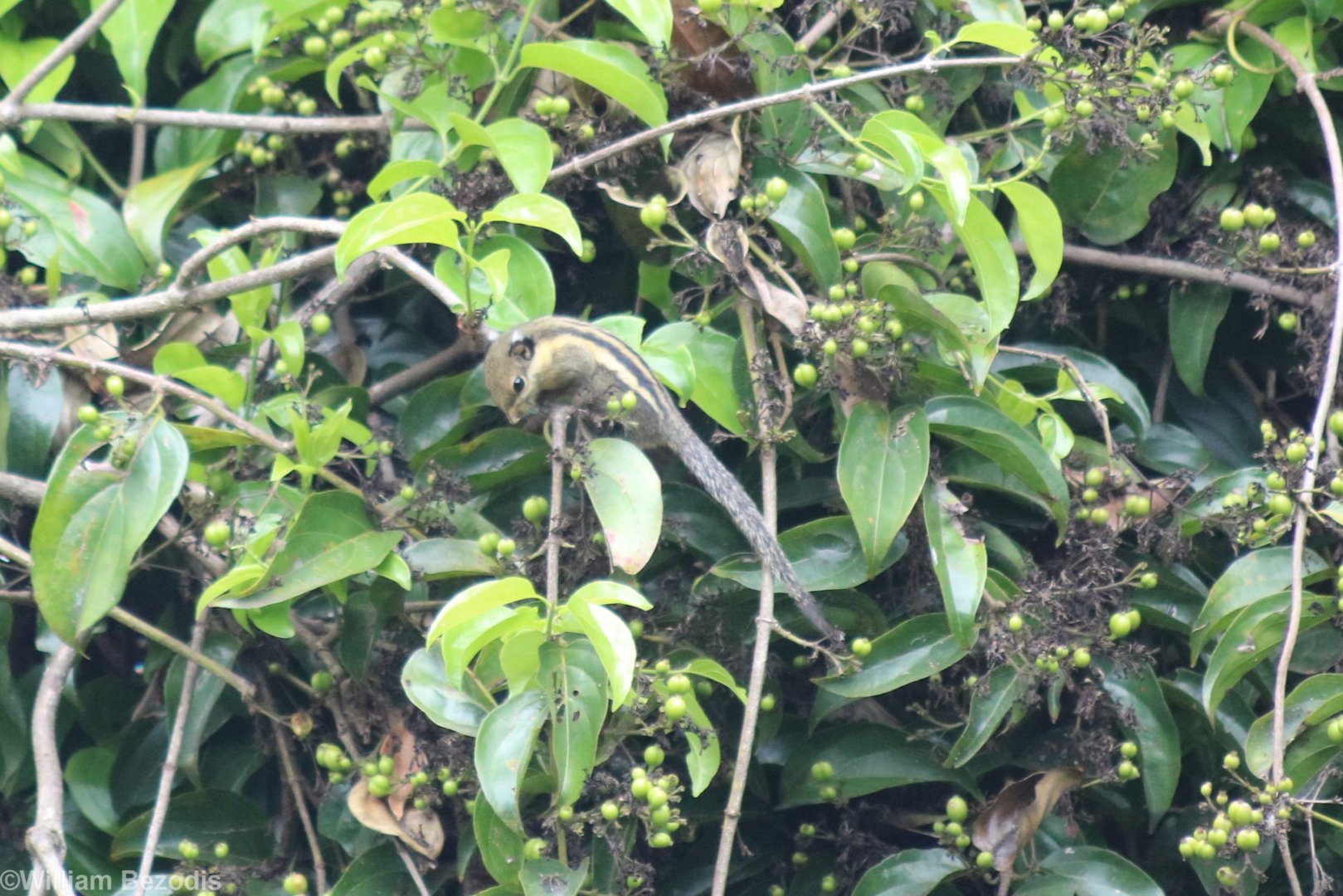 Western Striped Squirrel - Kaeng Krachan National Park