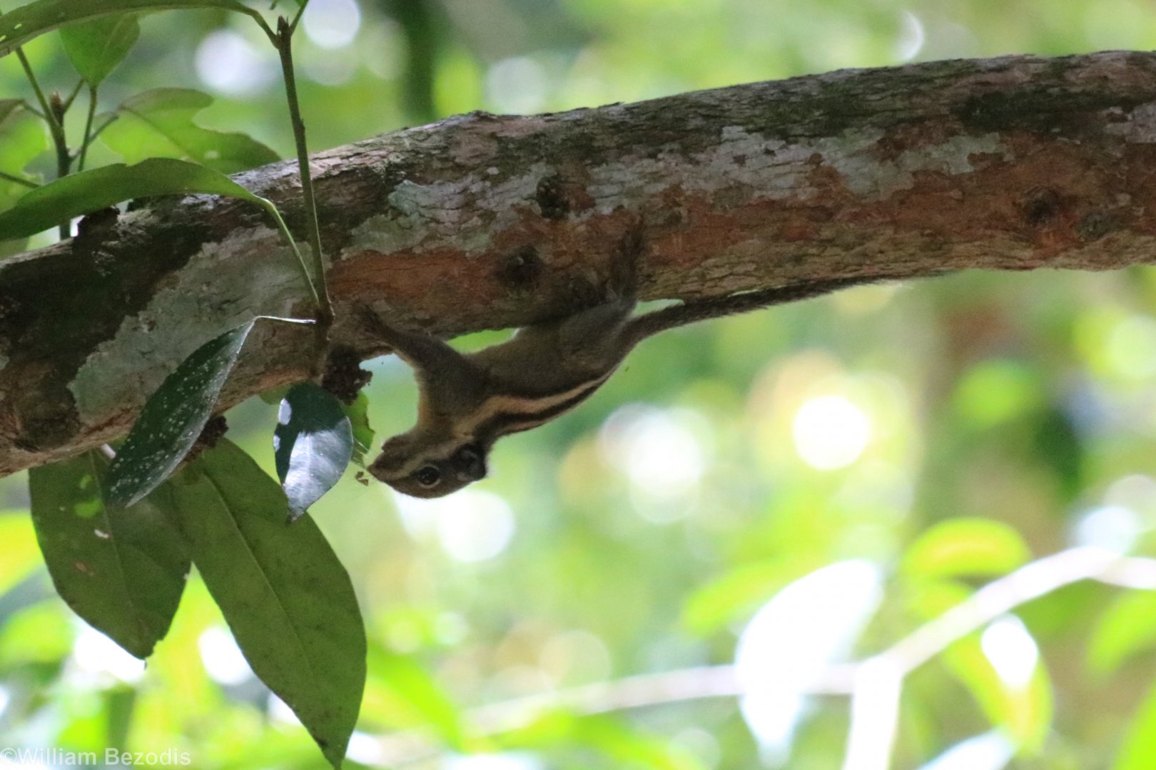 Western Striped Squirrel - Khao Yai National Park