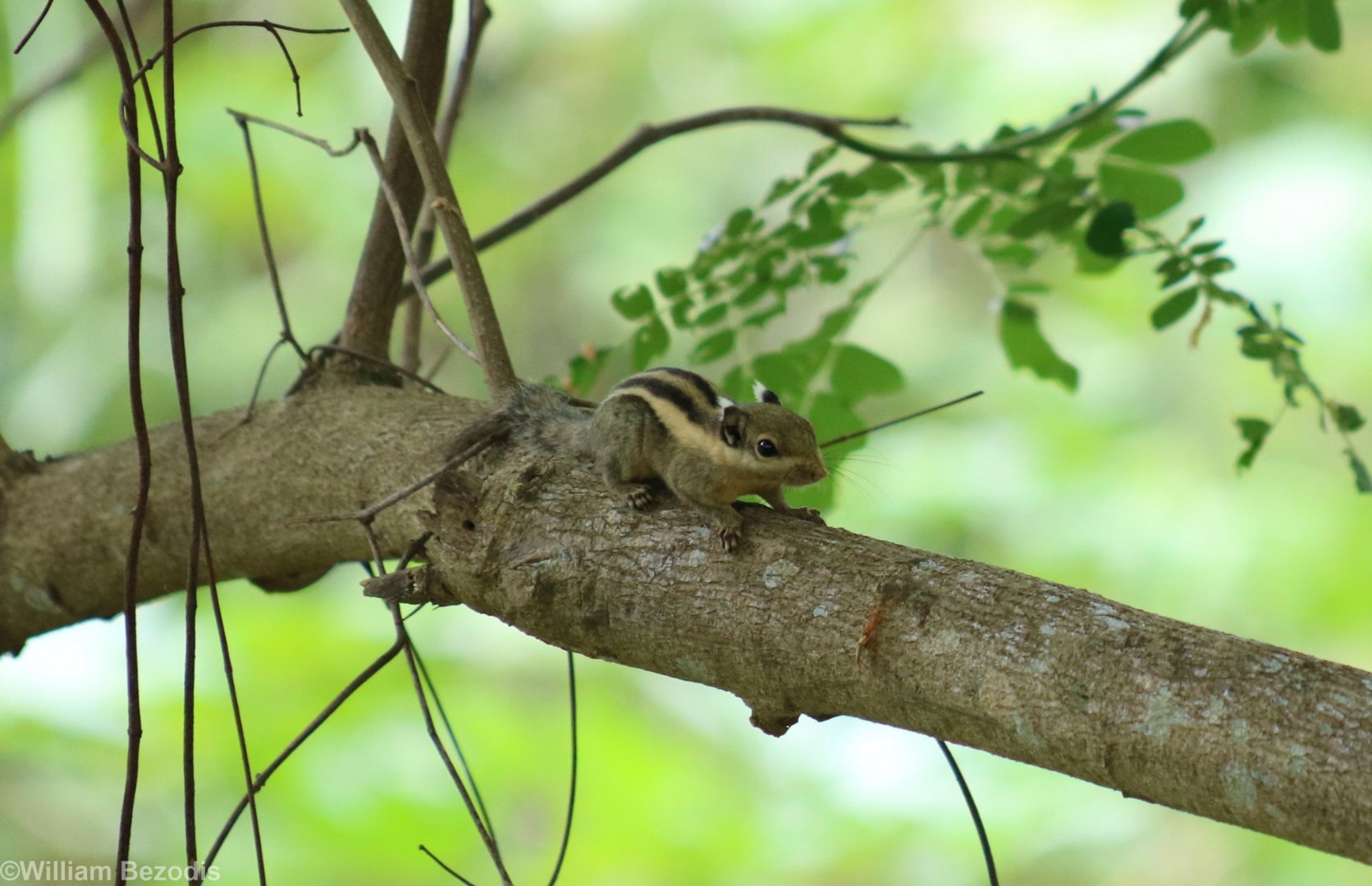 Western Striped Squirrel - Rice Fields Near Petchaburi