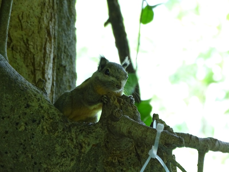 Western striped squirrel (Tamiops mcclellandii)