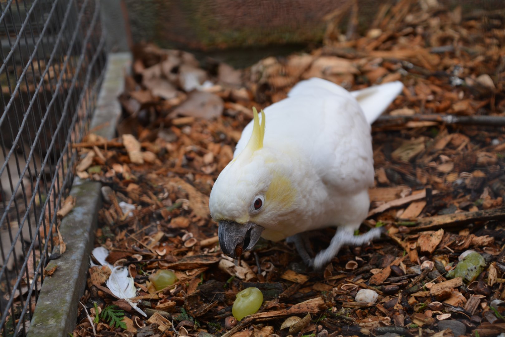 Western sulphur-crested cockatoo (Cacatua sulphurea occidentalis)