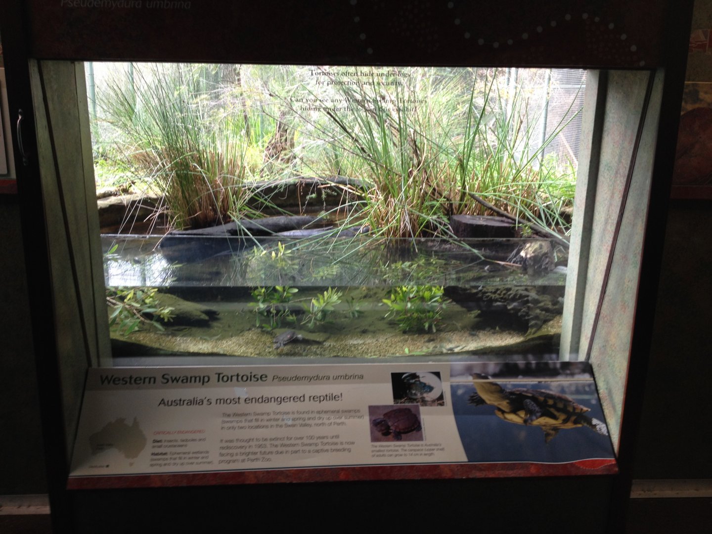 Western Swamp Tortoise enclosure