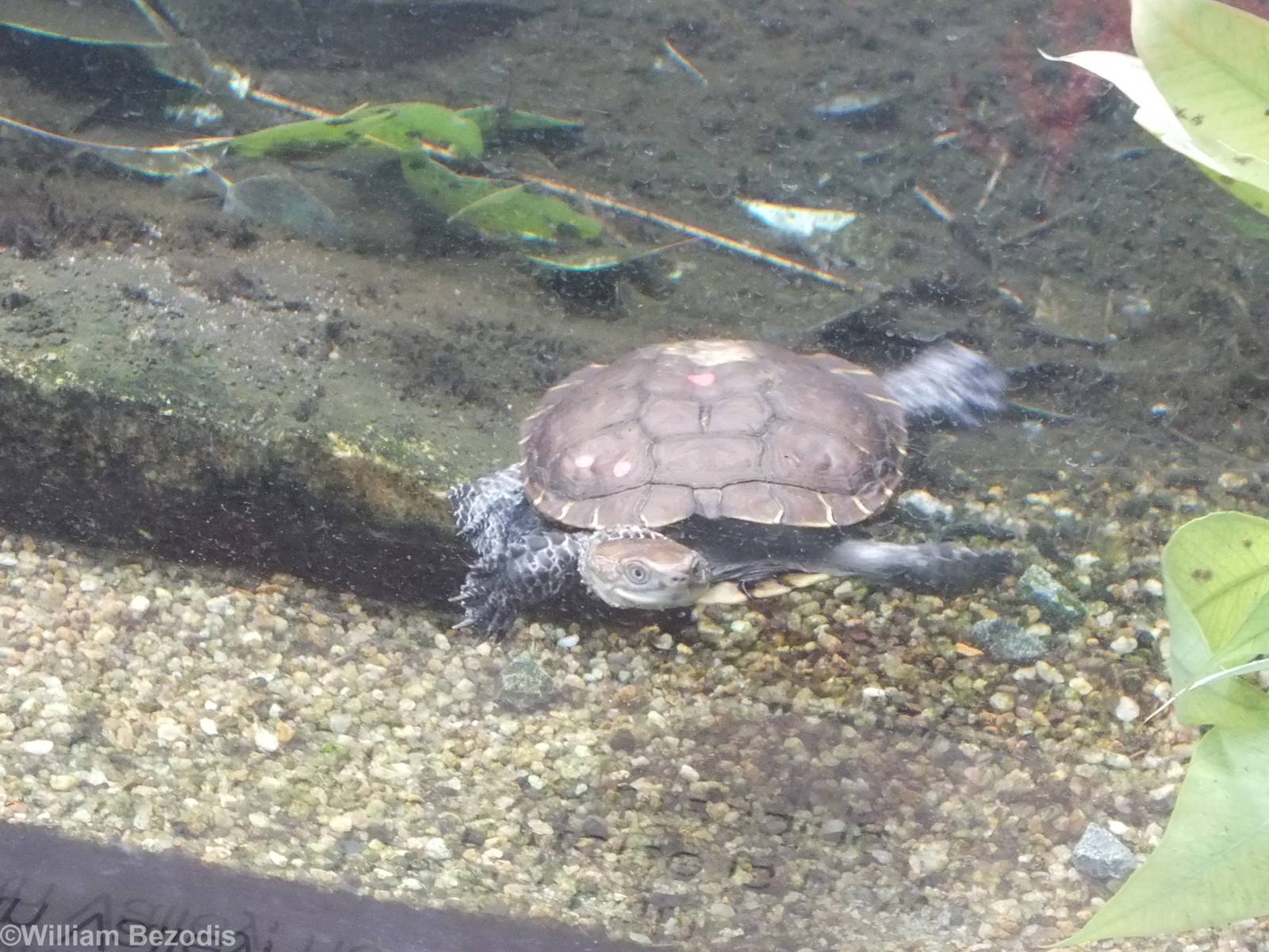 Western Swamp Tortoise