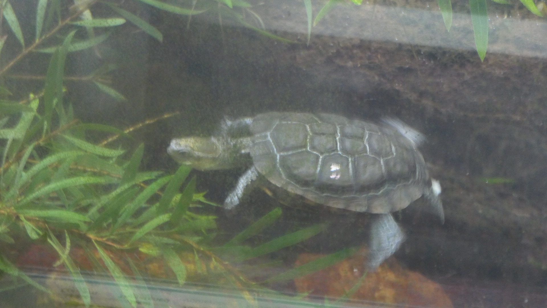 Western Swamp Tortoise