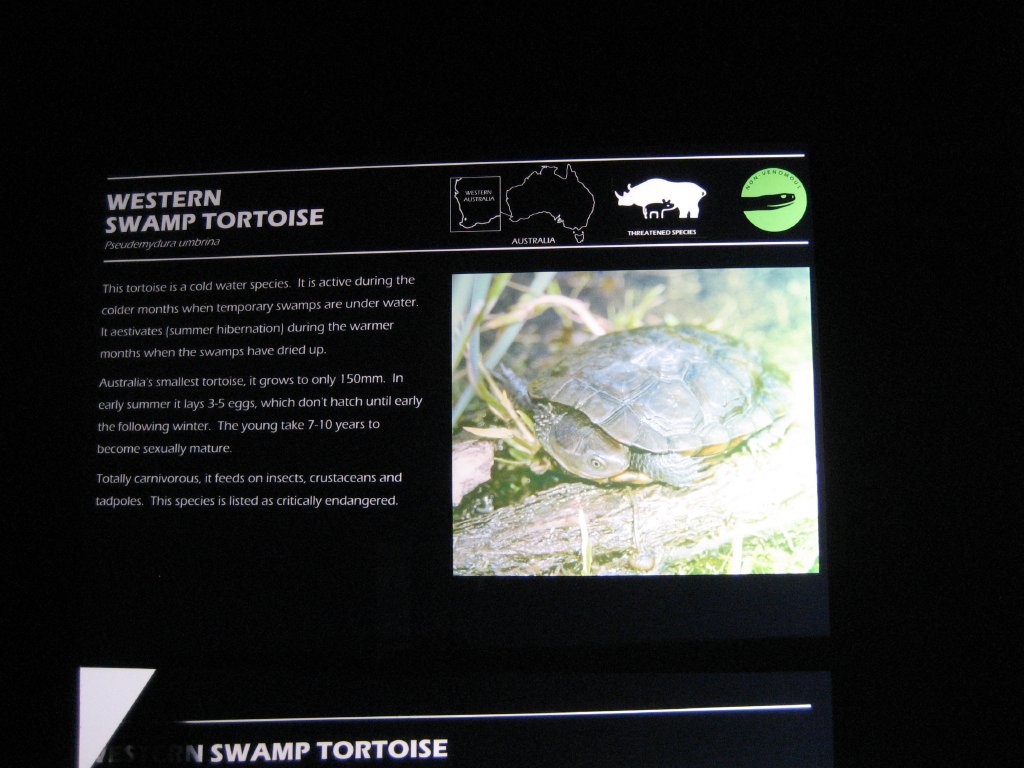 Western Swamp Turtle label
