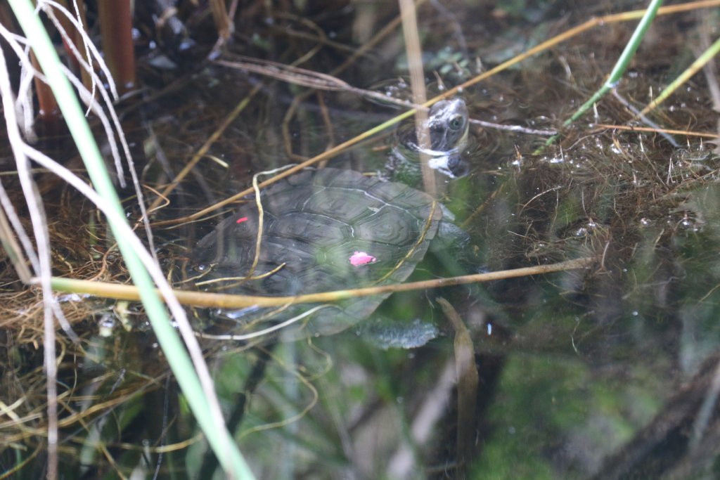 Western Swamp Turtle
