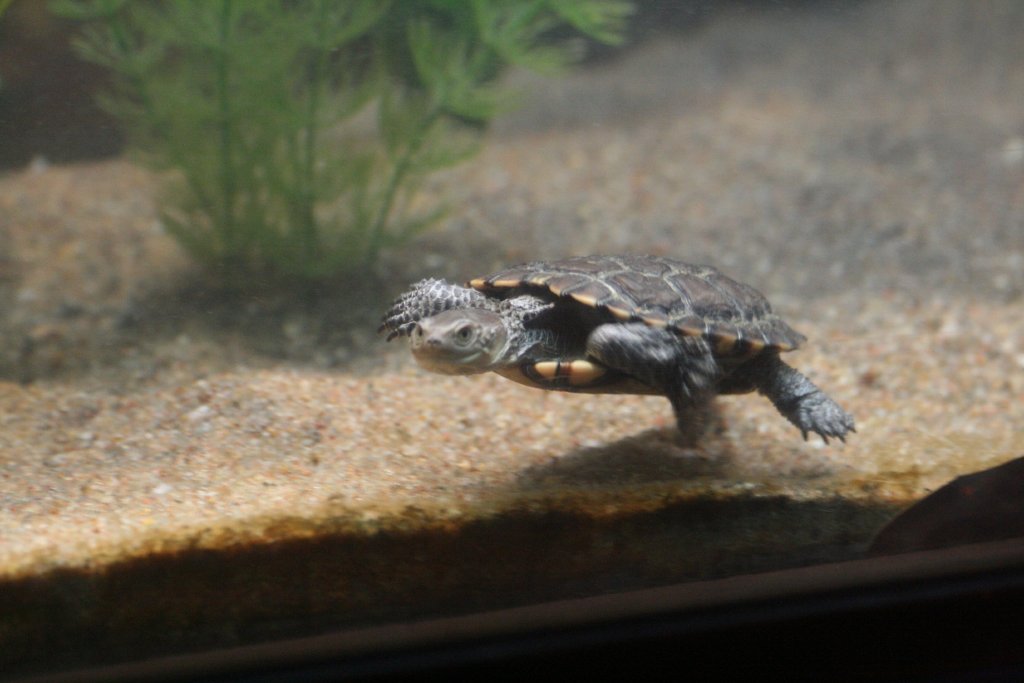 Western Swamp Turtle