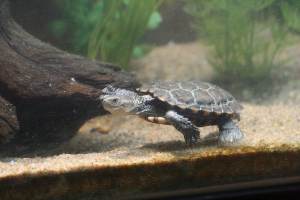 Western Swamp Turtle
