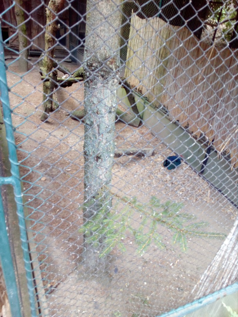Western swamphen aviary-6/23