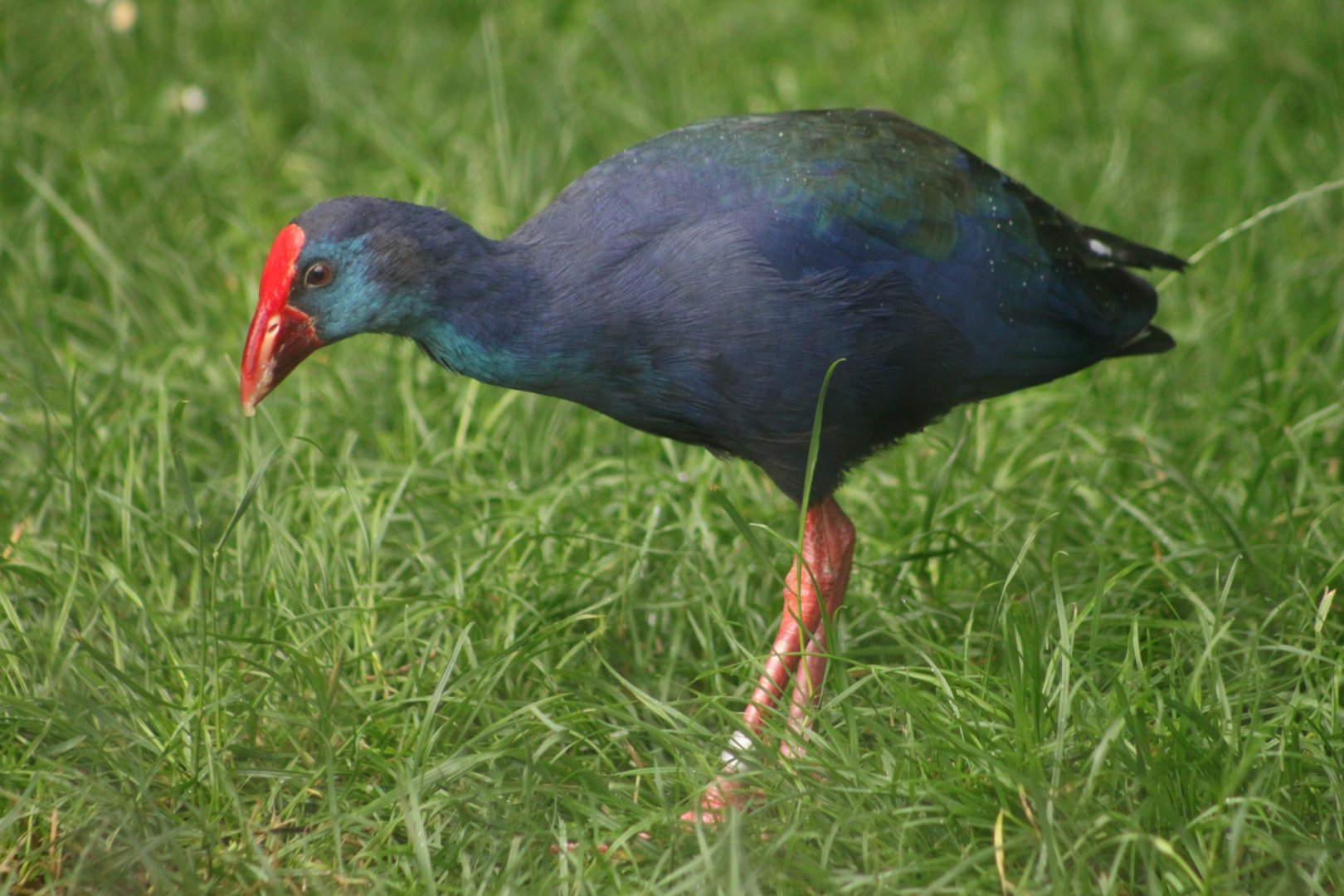 Western swamphen (Porphyrio porphyrio)