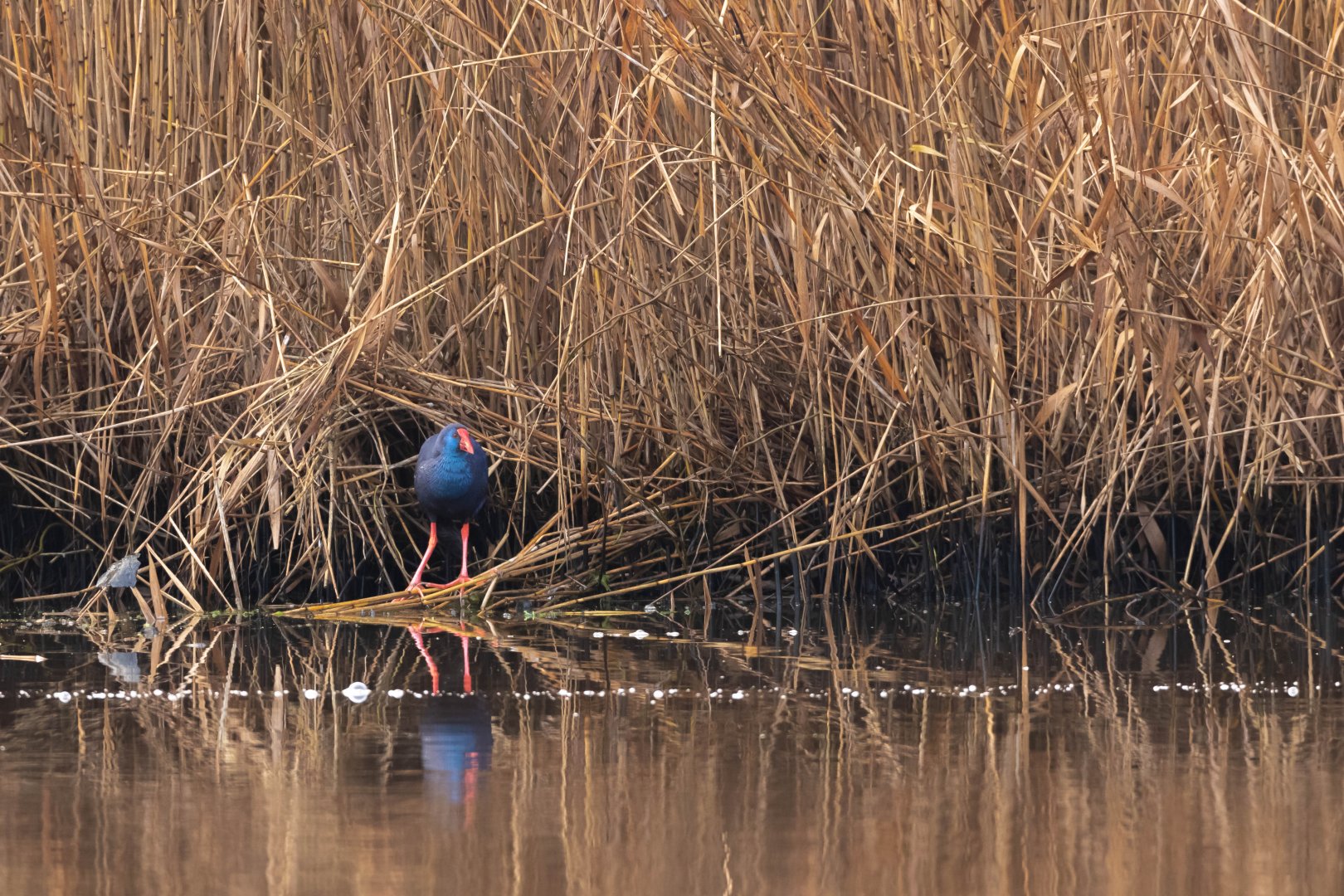 Western swamphen, Porphyrio porphyrio