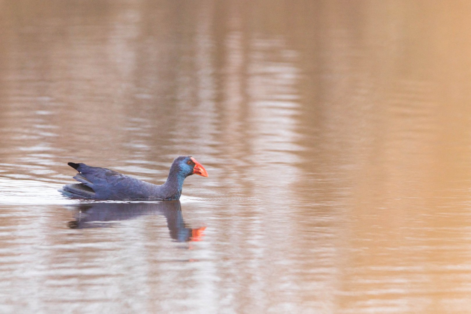 Western swamphen, Porphyrio porphyrio