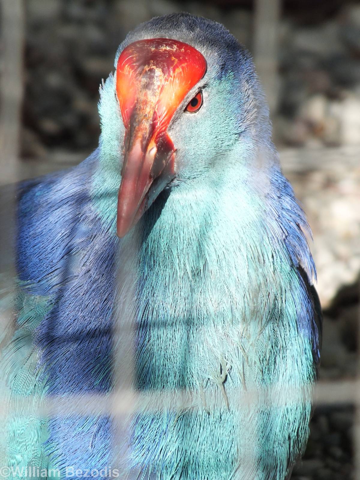 Western Swamphen