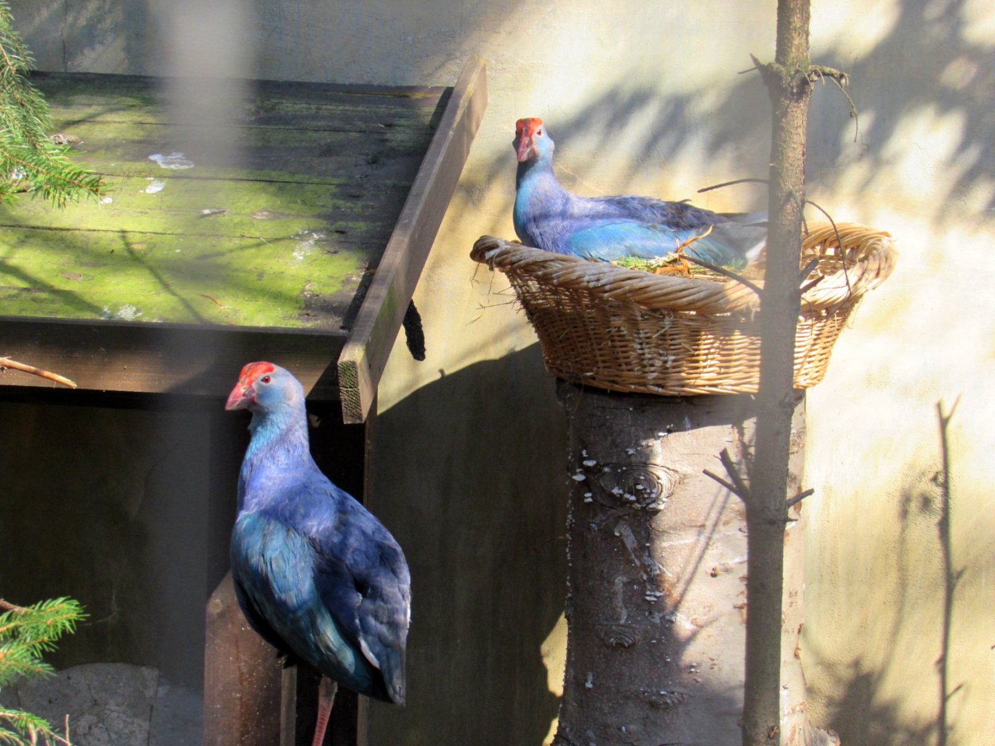 Western Swamphens (Porphyrio porphyrio)