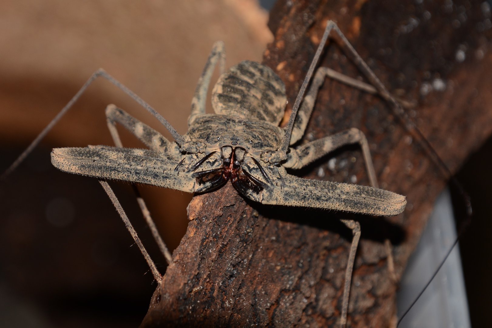 Western tailless whip scorpion (Damon medius)