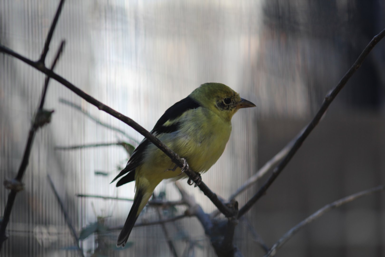 Western Tanager (Piranga ludoviciana)