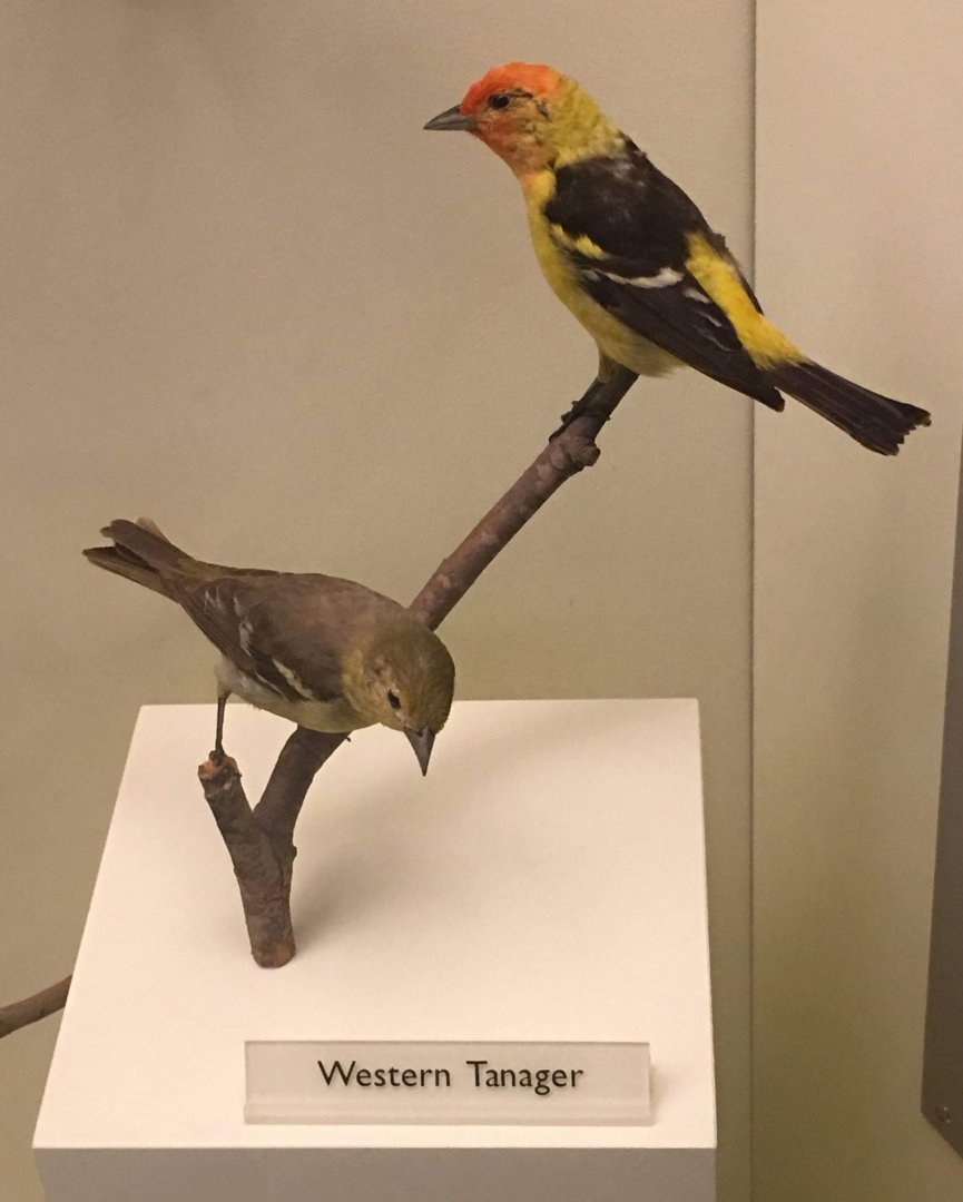 Western tanager (Piranga ludoviciana)