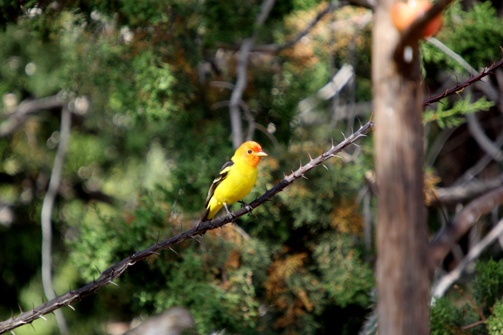 Western Tanager (Piranga ludoviciana)