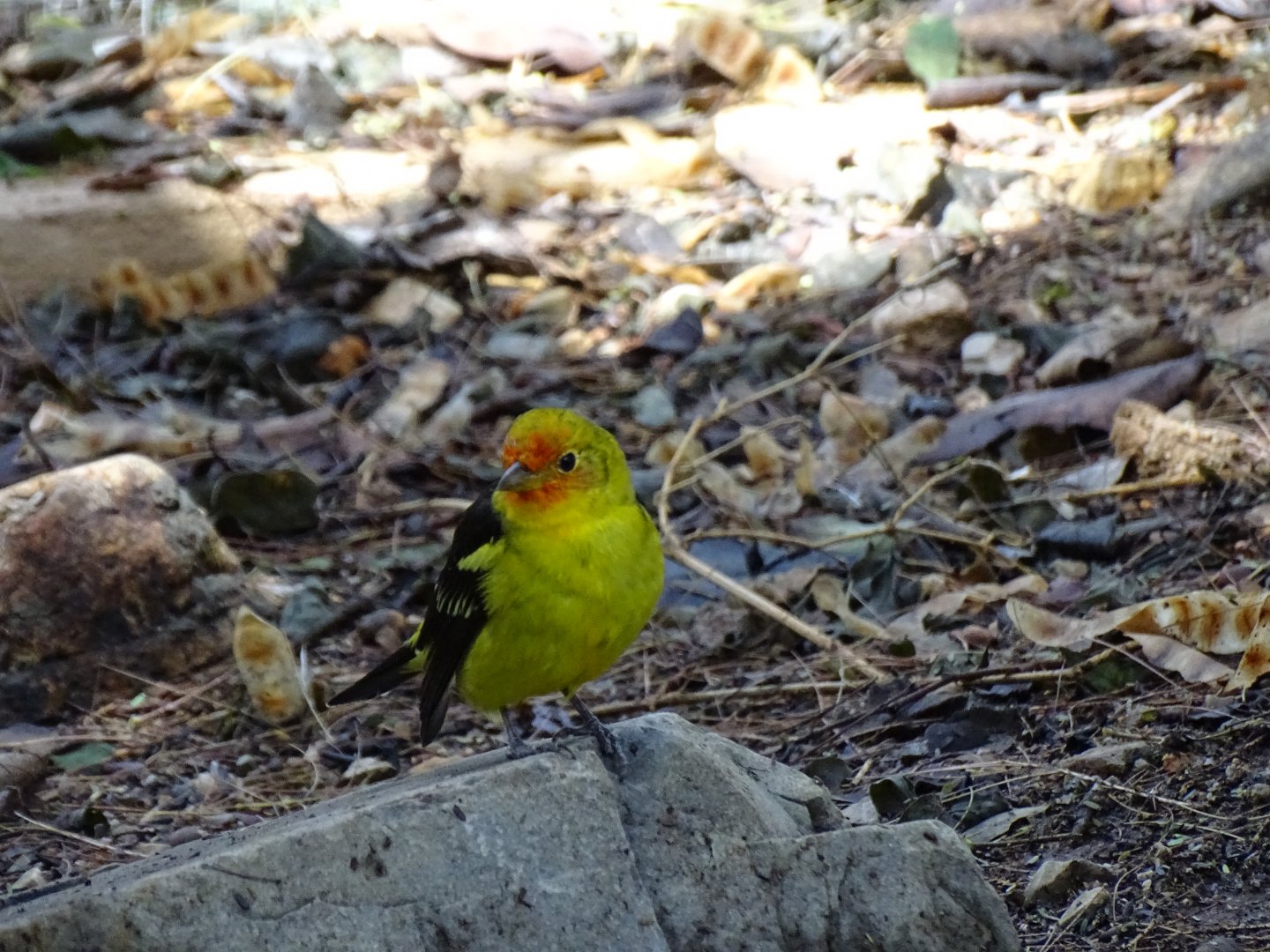 Western tanager (Piranga ludoviciana)
