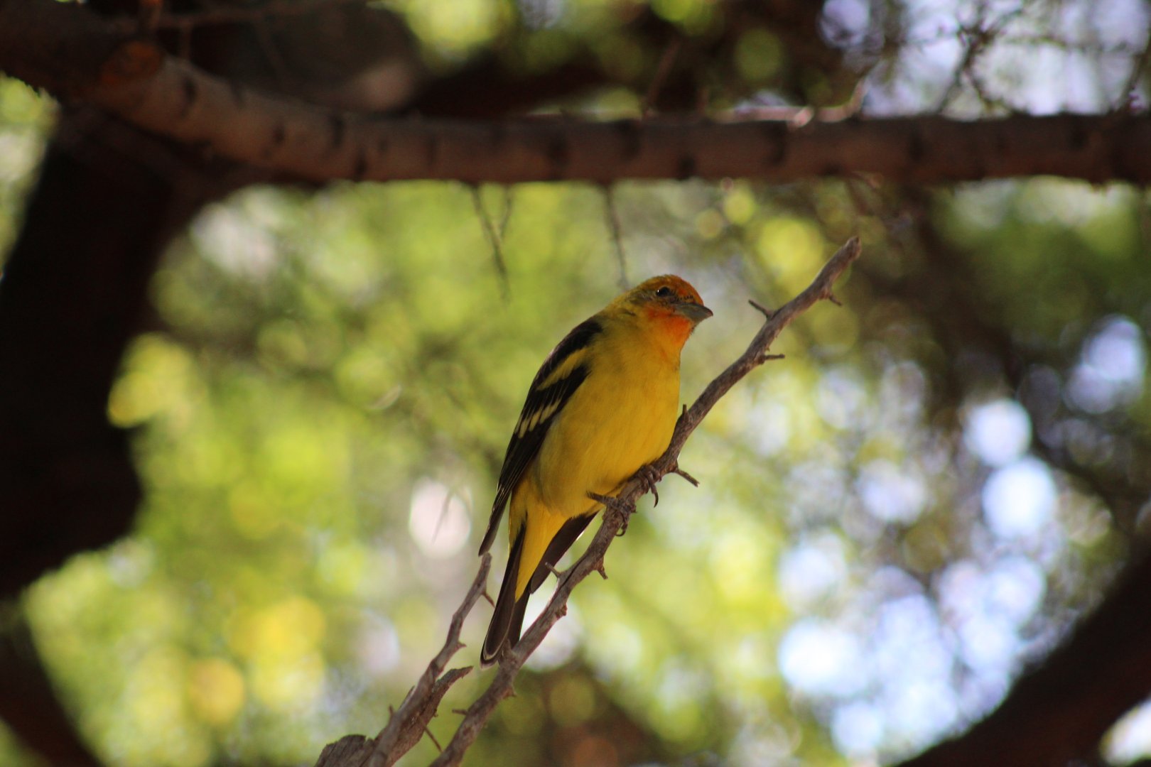 Western Tanager