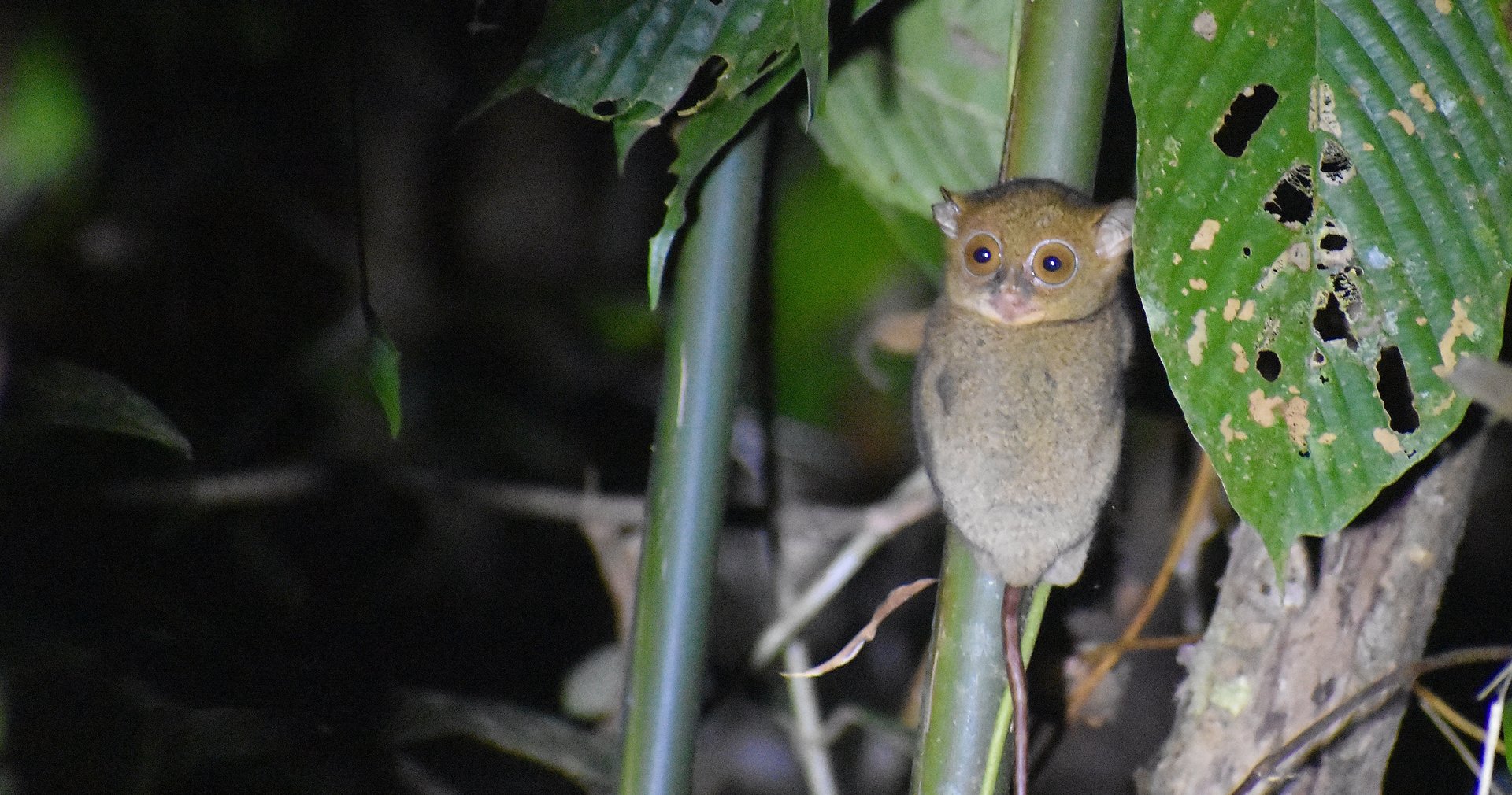 Western tarsier - (Danum Valley Field Centre, Sabah)