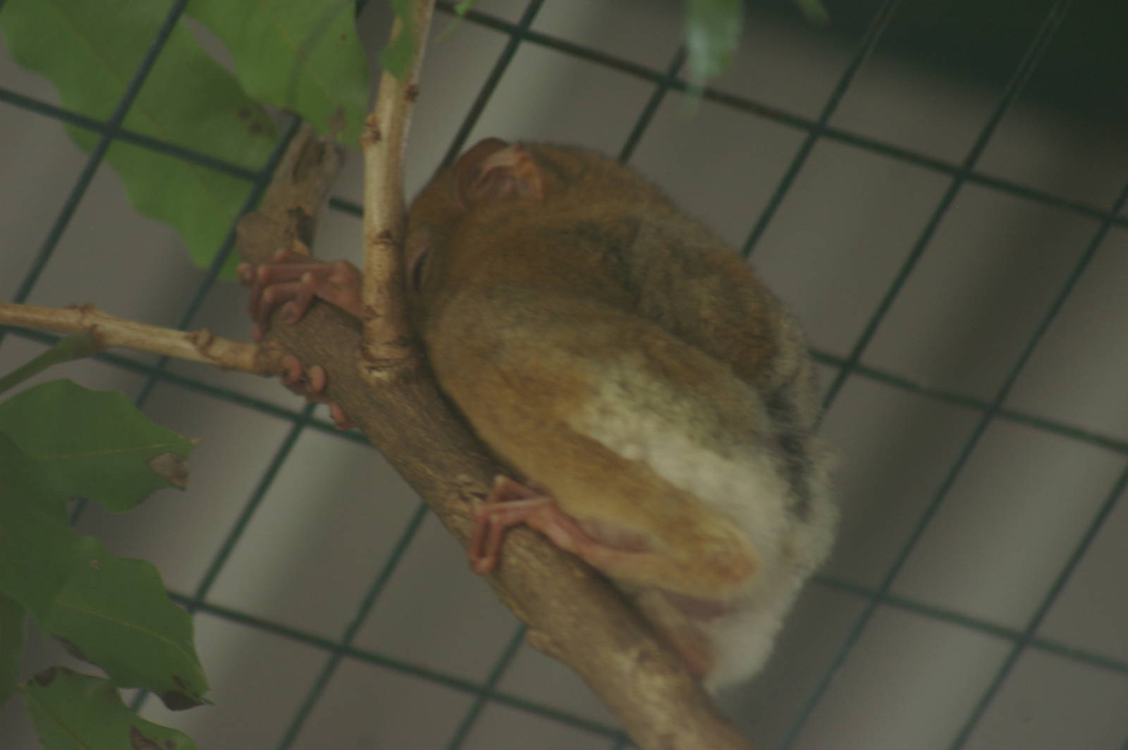 western tarsier (Tarsius bancanus)