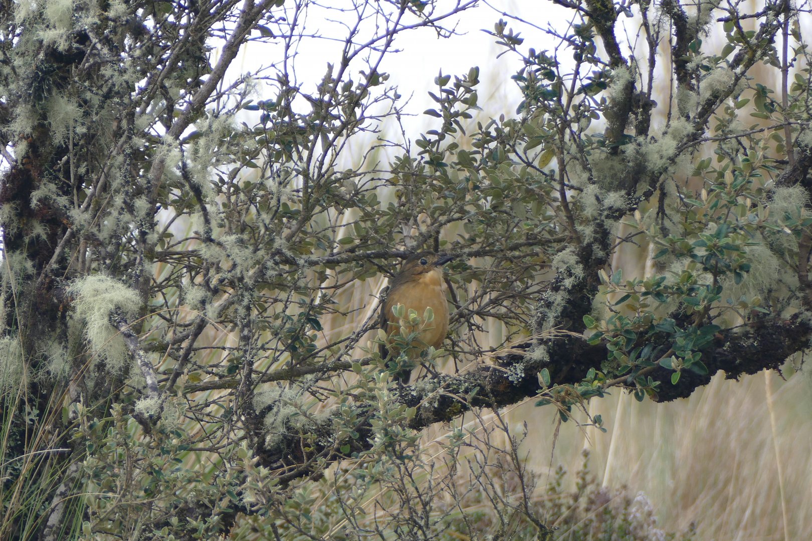 Western Tawny Antpitta